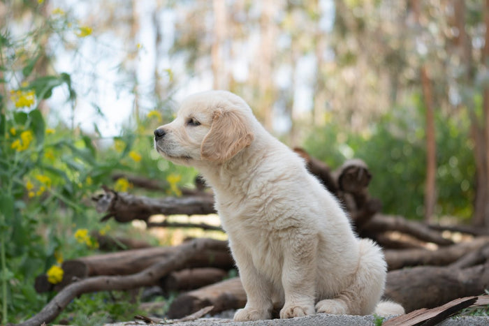 Golden retriever puppy sitting