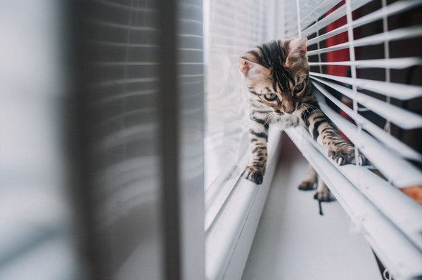 Kitten by a window