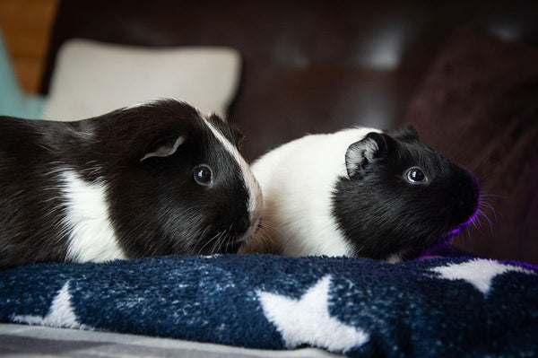 Two guinea pigs on a blanket