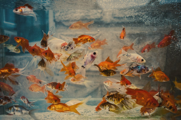 Colourful fish in an aquarium