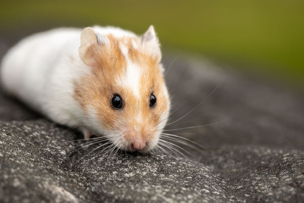 Cute hamster