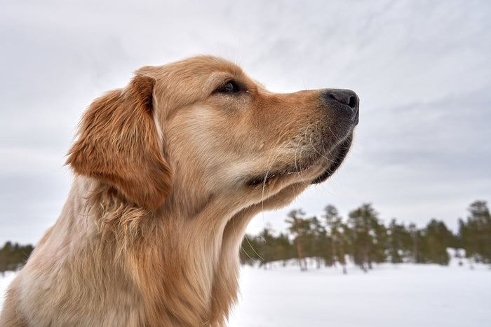 Dog outdoors