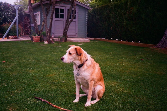 Golden retriever on grass