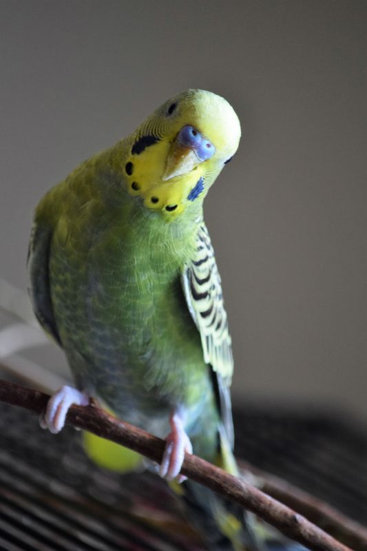 Budgerigar perched on a branch