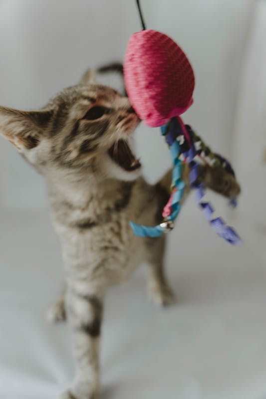Cat with a toy