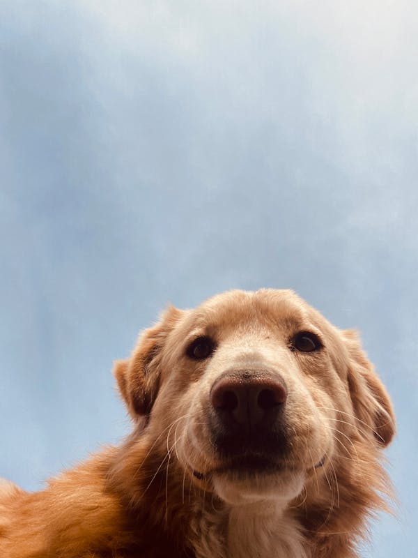 Golden retriever portrait