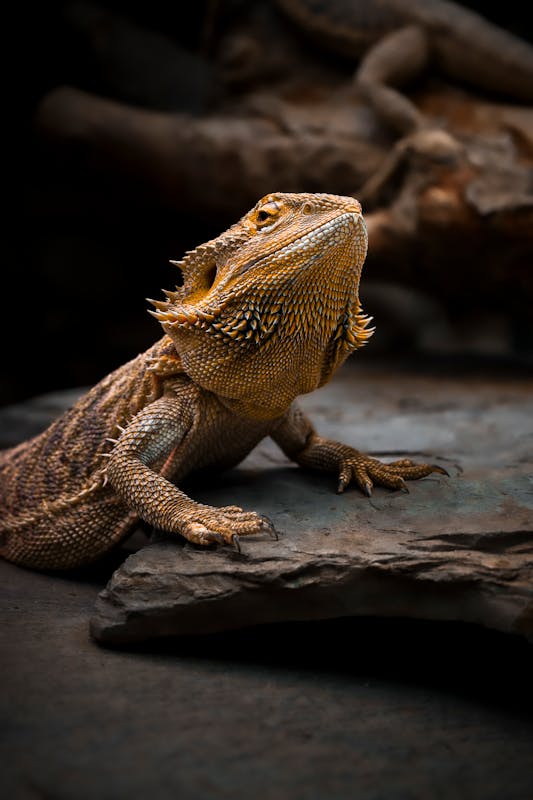 Bearded dragon on a rock