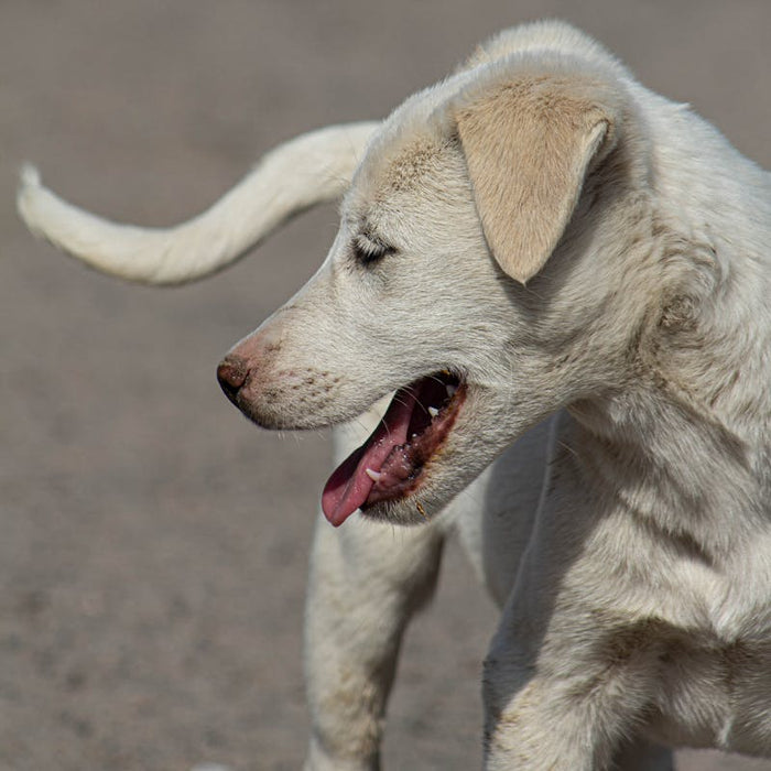 Golden retriever puppy