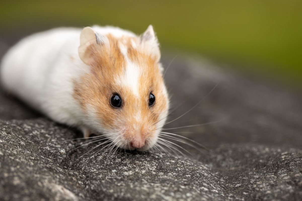 Cute hamster