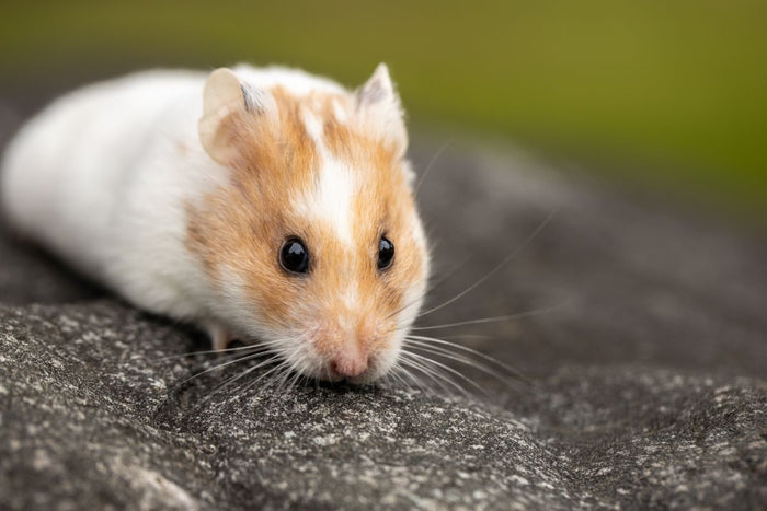 Cute hamster