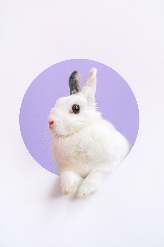 Pet rabbit portrait