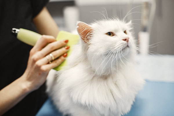 Pet being cared for
