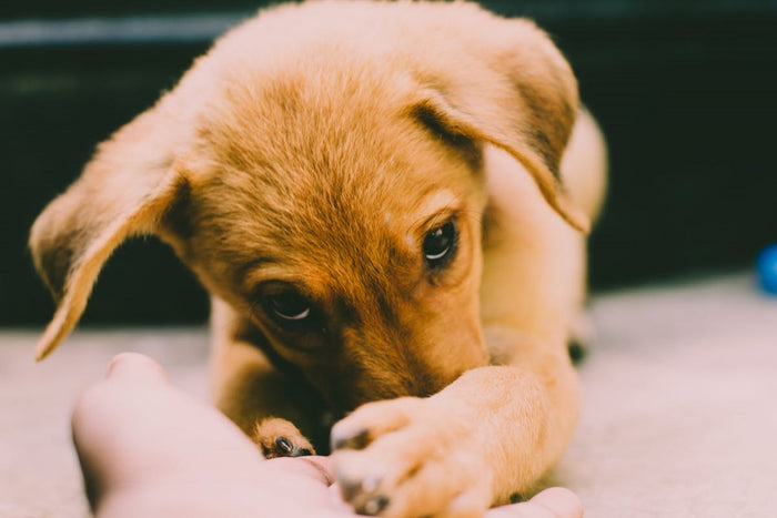 Calm golden retriever puppy