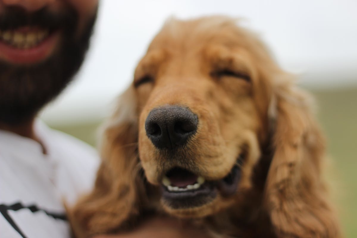 Close-up of a dog